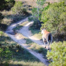 A Deer on the Path